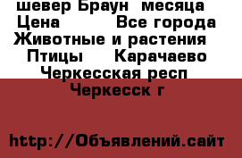 шевер Браун 2месяца › Цена ­ 200 - Все города Животные и растения » Птицы   . Карачаево-Черкесская респ.,Черкесск г.